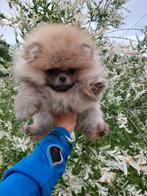 Pomeriaan, Dieren en Toebehoren, Honden | Poolhonden, Keeshonden en Oertypen, Particulier, Rabiës (hondsdolheid), 8 tot 15 weken