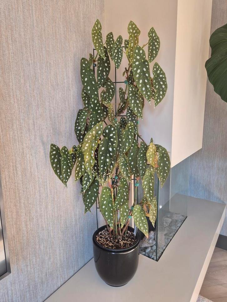 Begonia Maculata - Stippenplant in pot, Huis en Inrichting, Kamerplanten, Overige soorten, 100 tot 150 cm, Groene kamerplant, Halfschaduw