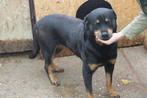 Rottweiler Floora Ter adoptie! SPOED!, Dieren en Toebehoren, Honden | Niet-rashonden, 6 jaar of ouder, Particulier, Rabiës (hondsdolheid)