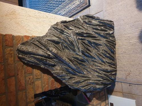 Orthoceras Fossiel Plaat XL 59 Kilo, Verzamelen, Mineralen en Fossielen, Fossiel, Ophalen