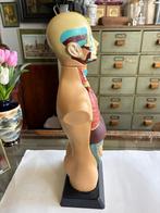 Anatomisch torso model, educatief menselijk lichaam., Antiek en Kunst, Ophalen of Verzenden