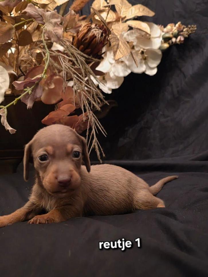 Kaninchen / dwerg teckel pups  de laatste twee, Dieren en Toebehoren, Honden | Teckels en Dashonden, Meerdere dieren, Langhaar