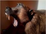 Taxidermie : volledig opgezette baviaan + cites documenten, Ophalen, Zo goed als nieuw, Wild dier, Opgezet dier