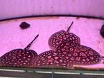 potamotrygon black diamond x henlei, Dieren en Toebehoren, Vis