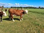 Mooie Hereford drachtige stamboek fokkoeien polled, Dieren en Toebehoren, Runderen, Vrouwelijk
