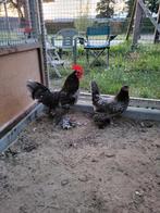 Stel sabelpootkriel zwart wit gepareld, Dieren en Toebehoren, Pluimvee, Meerdere dieren, Kip