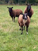 Mooie makke zwoegervrije ooilammeren bonte en zwarte, Dieren en Toebehoren, Schapen, Geiten en Varkens, Vrouwelijk, Schaap, 0 tot 2 jaar