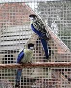 Gezocht. Zie beschrijving, Parkiet