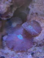 Zeeaquarium discosoma spotted blue superman, Ophalen, Gevuld zeewateraquarium