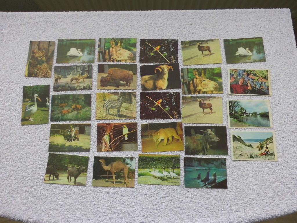 25 albumplaatjes Ouwehands dierenpark / Stereo beschuit, Ophalen of Verzenden, Gelezen, Plaatjesalbum