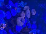 Koraal, Dieren en Toebehoren, Ophalen, Gevuld zeewateraquarium