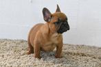 Franse Bulldog pups te koop, 15 weken tot 1 jaar, Buitenland, Parvo, Bulldog