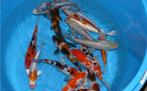 HQ Import koi 15 / 18 cm bij Koidream in Valburg, Karper of Koi