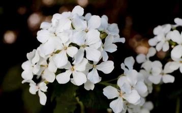 Zaden Judaspenning wit of paars - Lunaria Annua  beschikbaar voor biedingen