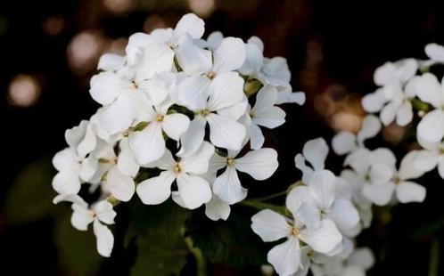 Zaden Judaspenning wit of paars - Lunaria Annua, Tuin en Terras, Bloembollen en Zaden, Zaad, Voorjaar, Halfschaduw, Verzenden