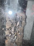 P. Regalis vrouw, Dieren en Toebehoren, Insecten en Spinnen, Spin of Schorpioen