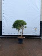 Driestammige Pinus Sylvestris - Sierlijke Den, Bloeit niet, Overige soorten, 100 tot 250 cm, Ophalen
