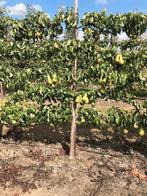 Fruitbomen in leivorm / Leibomen / Peer, Ophalen, Lente, Perenboom, Halfschaduw