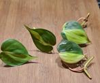 Philodendron scandens Brasil, Huis en Inrichting, Kamerplanten, Overige soorten, Minder dan 100 cm, Groene kamerplant, Halfschaduw