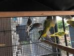 Grasparkieten (jonge) 2025, Dieren en Toebehoren, Vogels | Parkieten en Papegaaien, Meerdere dieren, Parkiet