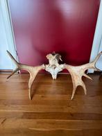 Groot Gewei ELAND uit Scandinavië, 72 cm compleet op schedel, Ophalen, Gebruikt, Wild dier, Gewei of Kop