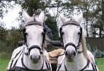 Bitloze neusriem met koord IDEAL mennen, Amerongerwetering 28, Verzenden, Paardenschuur, Info@paardenschuur.nl