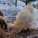 Prachtig Zijde hoen haantje 7 maanden oud, Dieren en Toebehoren, Pluimvee, Mannelijk, Kip