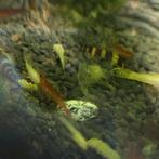 Albino ancistrus, Dieren en Toebehoren, Vis