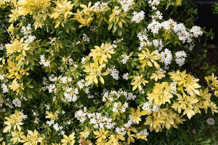 Mexicaanse oranjebloesem – Choisya, Tuin en Terras, Planten | Tuinplanten, Overige soorten, Volle zon, Zomer, Ophalen of Verzenden
