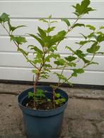 Biologische Gelderse Roos - Viburnum, Ophalen, Vaste plant, Overige soorten, Halfschaduw