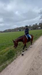 Recreatiepaard merrie 13 jaar, Dieren en Toebehoren, Merrie, Gechipt, L, 11 jaar of ouder