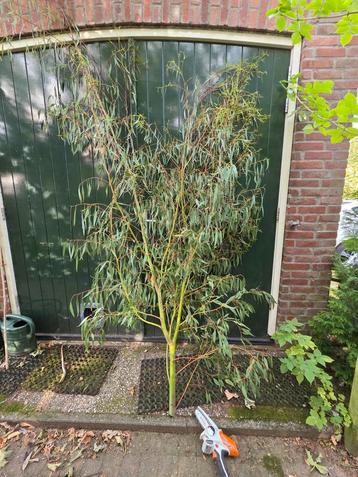 verse Eucalyptustakken beschikbaar voor biedingen