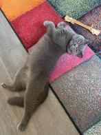 Dekkater Britse korthaar Blue 125 euro, Dieren en Toebehoren, Katten en Kittens | Dekkaters