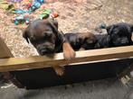 Rottweiler x Stafford pups, België, Particulier, CDV (hondenziekte), 8 tot 15 weken