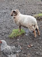 Ouessant ram, Dieren en Toebehoren, Mannelijk, Schaap