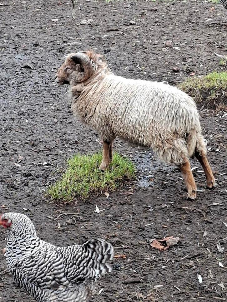 Ouessant ram, Dieren en Toebehoren, Schapen, Geiten en Varkens, Schaap, Mannelijk