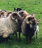 dekram te huur, Dieren en Toebehoren, Schapen, Geiten en Varkens, Mannelijk, Schaap