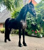 Schitterende Friese Ster merrie, Merrie, Dressuurpaard