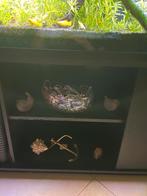 Aquaria te koop, Dieren en Toebehoren, Vissen | Aquaria en Toebehoren, Ophalen of Verzenden, Gebruikt, Gevuld zoetwateraquarium