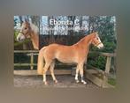 Te koop hele mooie haflinger merrie, Dieren en Toebehoren, Paarden, Merrie, Minder dan 160 cm, Gechipt, Dressuurpaard