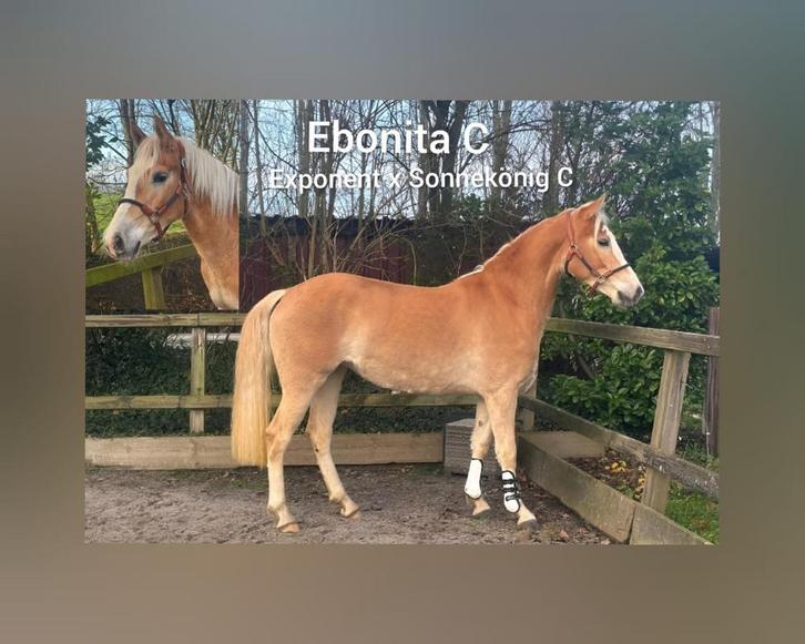Te koop hele mooie haflinger merrie, Dieren en Toebehoren, Paarden, Merrie, Onbeleerd, Minder dan 160 cm, 0 tot 2 jaar, Dressuurpaard