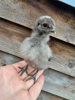 Kuikens te koop, Dieren en Toebehoren, Pluimvee, Geslacht onbekend, Kip