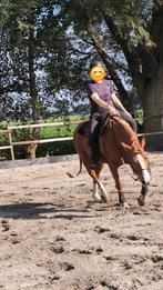 Quarter horse  quarter paard quarterpaard, Dieren en Toebehoren, Paarden, Ruin, Recreatiepaard, 3 tot 6 jaar