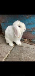 Knap hangoor rammetje, Mannelijk, Dwerg, Hangoor