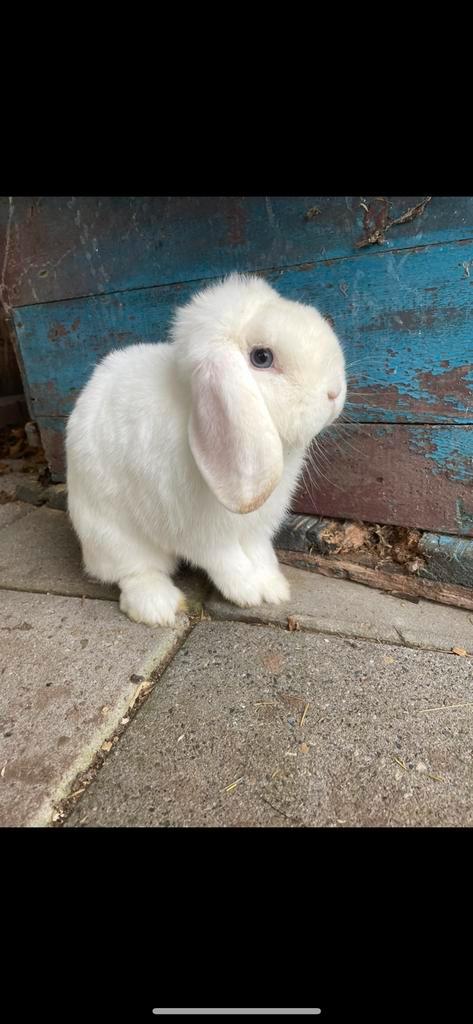 Knap hangoor rammetje, Dieren en Toebehoren, Konijnen, Dwerg, Mannelijk, Hangoor