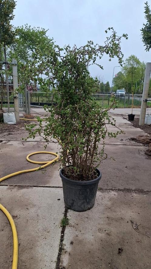 mooie krul hazelaar struiken corylus cotorta, Tuin en Terras, Planten | Bomen, Overige soorten, Volle zon, In pot, Ophalen