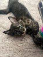 Kitten vrouwtje, Dieren en Toebehoren, Katten en Kittens | Overige Katten, 0 tot 2 jaar, Poes
