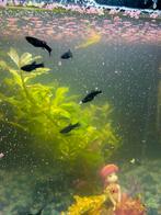 Black Molly guppies, Dieren en Toebehoren, Vissen | Aquariumvissen