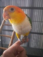 Caique papegaaien, Geslacht onbekend, Papegaai, Tam