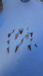 haaientanden, Dieren en Toebehoren, Vogels | Kanaries, Geslacht onbekend, Kleurkanarie